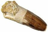 Fossil Spinosaurus Tooth - Real Dinosaur Tooth #301274-1